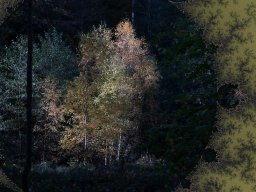 Zauberwald