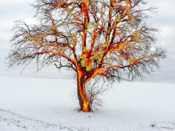 Winterfeuer