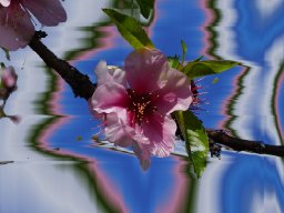 Mandelblüte